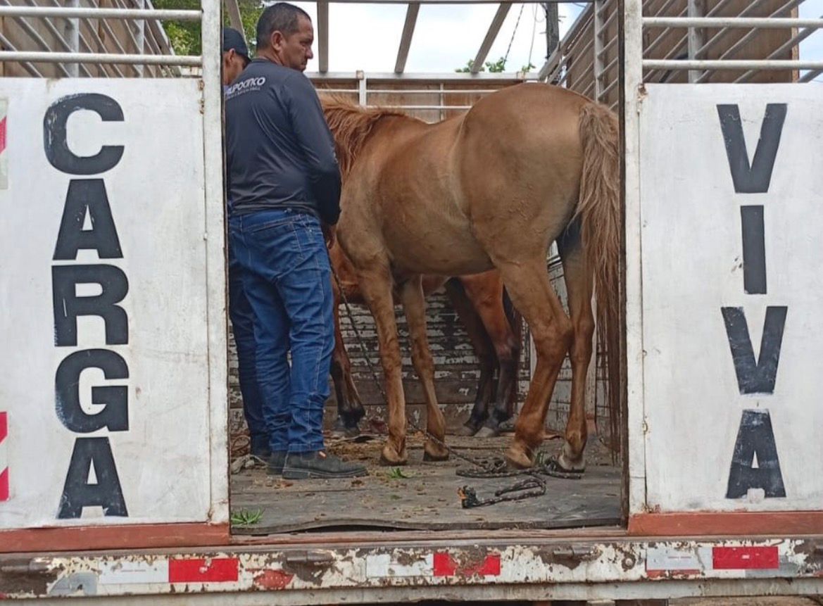 PAULISTA INTENSIFICA FISCALIZAÇÃO E APREENSÃO DE ANIMAIS DE MÉDIO E GRANDE PORTE SOLTOS NOS FINAIS DE SEMANA