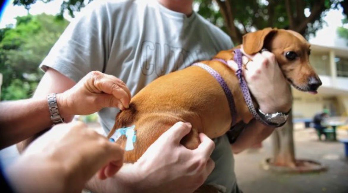 CENTRO DE VIGILÂNCIA AMBIENTAL DE OLINDA OFERECE VACINA CONTRA RAIVA PARA PETS